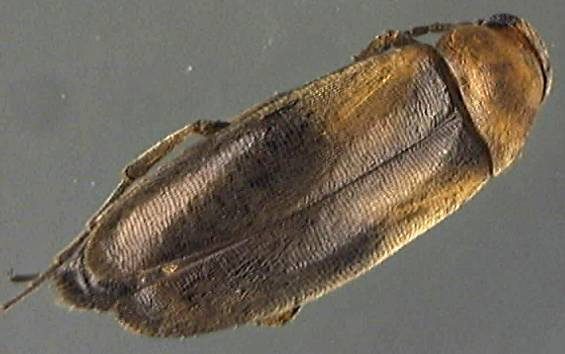 Anaspis maculata